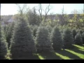 Tree farm east coast usa bucks county craigslist allentown