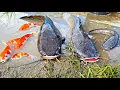 Download Lagu Tangkap ikan lele raksasa dalam lubang, ikan koi, ikan hias, ikan sapu sapu, ikan cupang bebek, ayam