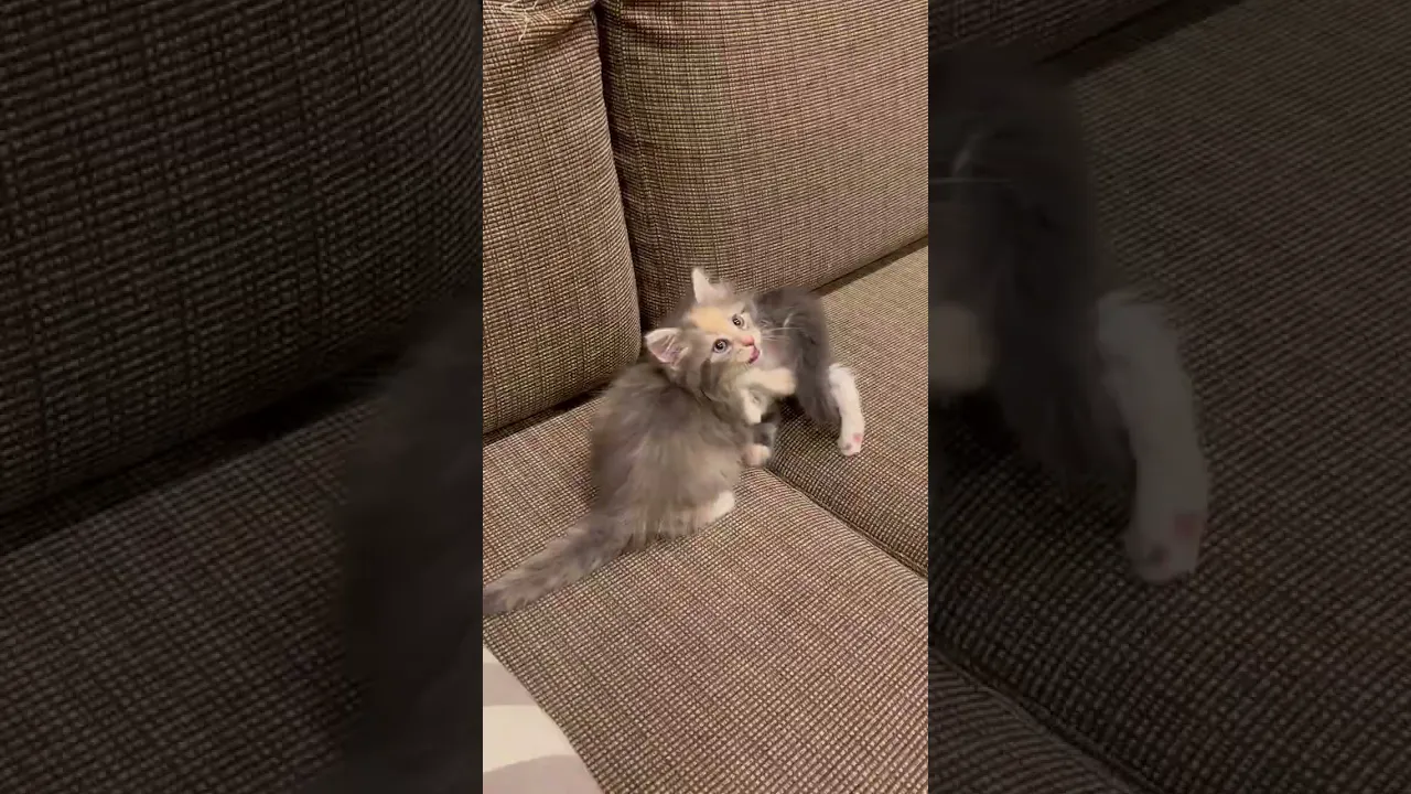 動画