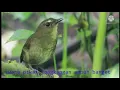 Download Lagu suara pikat jongkangan coklat ampuh wajib coba
