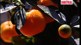 Substral Kertészeti tanácsok