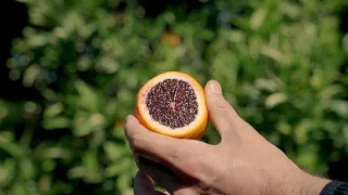 Raspberry Oranges Grown In California Kings River Packing