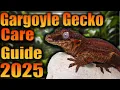 Gargoyle Gecko Care Made Easy Gargoyle Gecko Care Guide 2025