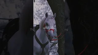 قوليلو الشامي 