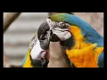 Nocturnal Spirits - Not that Serious - Jazz Saxophone