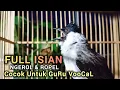 Download Lagu SUARA BURUNG KUTILANG GACOR FULL ISIAN NGEROL PANJANG UNTUK MASTERAN KUTILANG LAIN