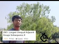 Leetcode Daily Problem 2901 Longest Unequal Adjacent Groups Subsequence II