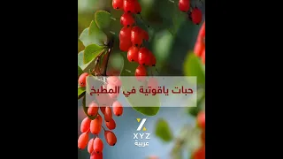 حبات ياقوتية في المطبخ 