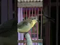 Download Lagu burung kecil dan langkah suara palingmerdu#burunglangkah #burungkecil #shorts #suaramerdu
