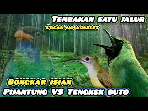 Download MP3 Masteran Cucak ijo Konslet‼️Full tembakan Bongkar isian Pijantung dan Tengkek Buto