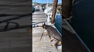 .. #fyp #dream #vlog #doberman #pets