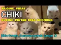 Download Lagu Kumpulan Video Chiki Kucing Putih Pintar Ngomong - Ciki Kucing Putih Viral - Ciki kucing Tiktok