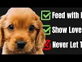 Cocker Spaniel Dogs 101 10 Things You must Know When Getting a Cute Cocker Spaniel