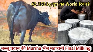 Final Live Milking Milk-42.153 Kg World Record बल्लू प्रदान की Maharni मुर्रा भैंस Vpo.Mandohti,