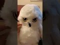 Harry Potter Hogwarts express warmer and Hedwig buddy revealed