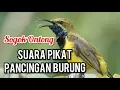 Download Lagu Suara Pikat Masteran Burung Sogok Ontong | Kicau Mania