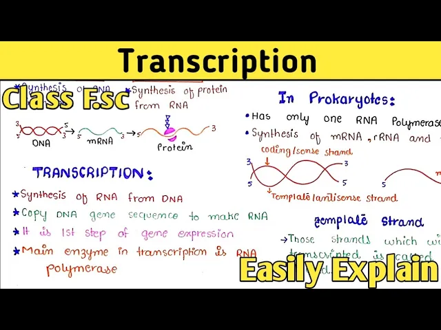 Transcription Process Step By Step | Gene Expression | Class 12