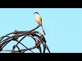 Burung Shrike Ekor Panjang Liar Menyanyikan Lagu Rumitnya