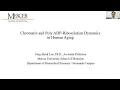Download Lagu Chromatin and Poly ADP-Ribosylation Dynamics in Human Aging