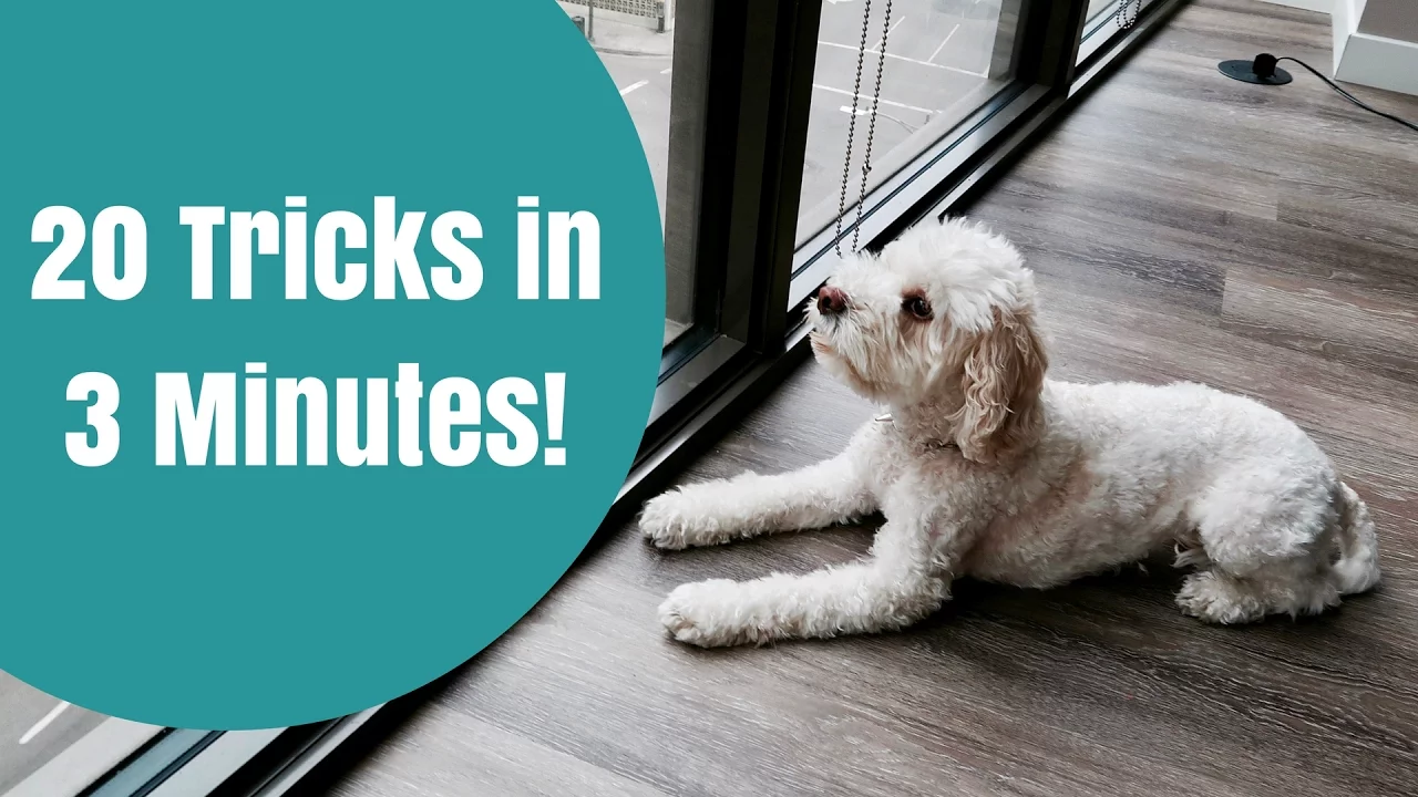 Smart Cockapoo Does 20 Dog Tricks in 3 Minutes