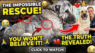 Abandoned Dogs Found in Landfill |Animal Rescue Urges You to Adopt a Dog #viral #dog #youtube