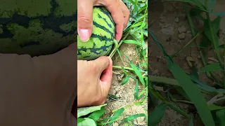 Toothpick In Watermelon Stem Reduces Pressure And Prevents Cracking During Rainy Ripening Period 