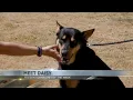 Tucson Subaru s Pet of the Week Daisy a friendly Shepherd mix ready for adventure