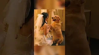 قصة الكلب الذي احتضر روح والدها شفا قصص قصص واقعية حكمة قصص اطفال 