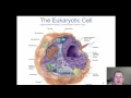 Chapter 5 - The Eukaryotes