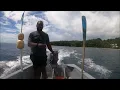Dolphins at Savo Island in the Solomon Islands