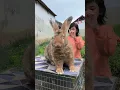 Lagu KELINCI RAKSASA FLEMISH GIANT #flemishgiant #bunny #animal #giantrabbit #pet