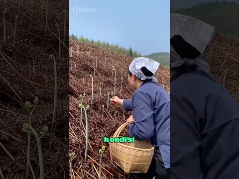 Tanaman Ini Tumbuh Setelah Kebakaran Hutan 🌱