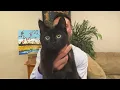 It s Todd Gutner is obsessed with his cat