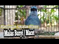 Download Lagu Pancingan Sikatan Ninon Malas Bunyi / Macet