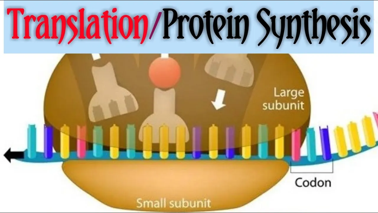 Translation / Protein synthesis