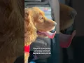 Download Lagu senin o heyecanlı bekleyisini seveyim🤍🧿 #dog #funnyvideos #animals #viral #puppy