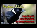Download Lagu Masteran Cililin Tajam Plus Terapi Air