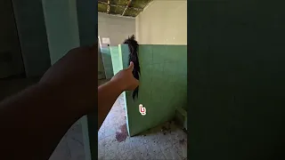                                               دندنها