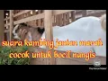 Download Lagu suara kambing jantan marah..suara binatang