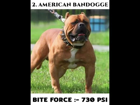 TOP 5 DANGEROUS DOGS WITH STRONGEST BITE FORCE || PSI #shorts