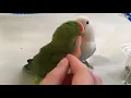 Download Lagu Lovebird pair crooning