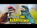 Download Lagu TEMBAKAN TAJAM ISTIMEWA pelatuk bawang vs tengkek buto