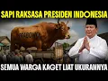 Download Lagu SAPI KURBAN PRABOWO TIBA, WARGA SYOK UKURANNYA SEGEDE GABAN! Deretan Sapi Kurban Presiden Idul Adha