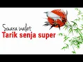 Download Lagu SP. Tarik Senja Super AAA | Suara Panggil Burung Walet