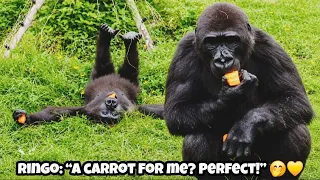  And just when the fun couldn't get any better, a carrot appears! 😂🥕就在玩得最開心的時候，竟然還有紅蘿蔔可以吃