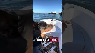 #Fyp #dream #doberman #pets #boat