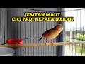 Lagu JERITAN DAHSYAT CICI KEPALA MERAH‼️ siapapun pasti tertarik dengan suaranya