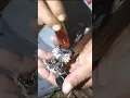 Download Lagu Penampakan Sosok Jenglot Batara Karang Berkepala Dua 💯