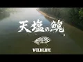 天塩川イトウ釣り...スペイキャストでスイング、夢の一匹を追う！Spey Casting for Ito | Teshio River