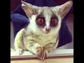 Pizzatoru, the cutest Bush Baby, adorable galago, cute monkey [BEST OF] ピザトル